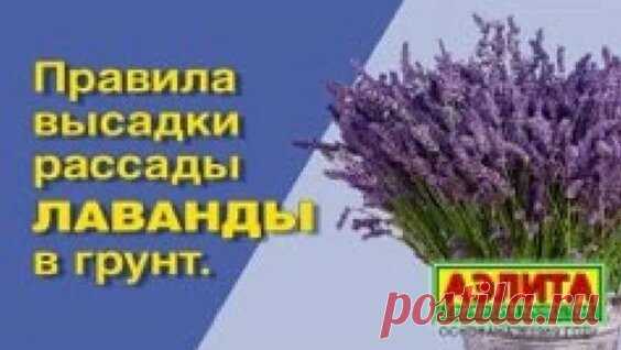 ЛАВАНДА ? ПОСАДКА И УХОД ? Лаванда в горшке - смотреть онлайн в поиске Яндекса по Видео