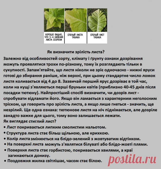 Как определить зрелость листа табака
