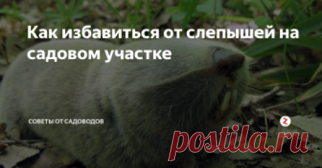 Как избавиться от слепышей на садовом участке Слепыши наносят серьезный урон созревающему урожаю сельскохозяйственных культур.
Эти животные всю свою жизнь проводят под землей и имеют такие особенности:
•	взрослая особь достигает размера 33-35 см.;
•	вредитель питается корнеплодами и клубнеплодами;