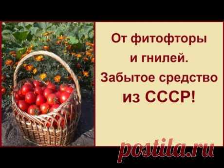 ОТ ФИТОФТОРЫ И ГНИЛЕЙ! ЗАБЫТОЕ СРЕДСТВО! ПРИВЕТ ИЗ СССР!