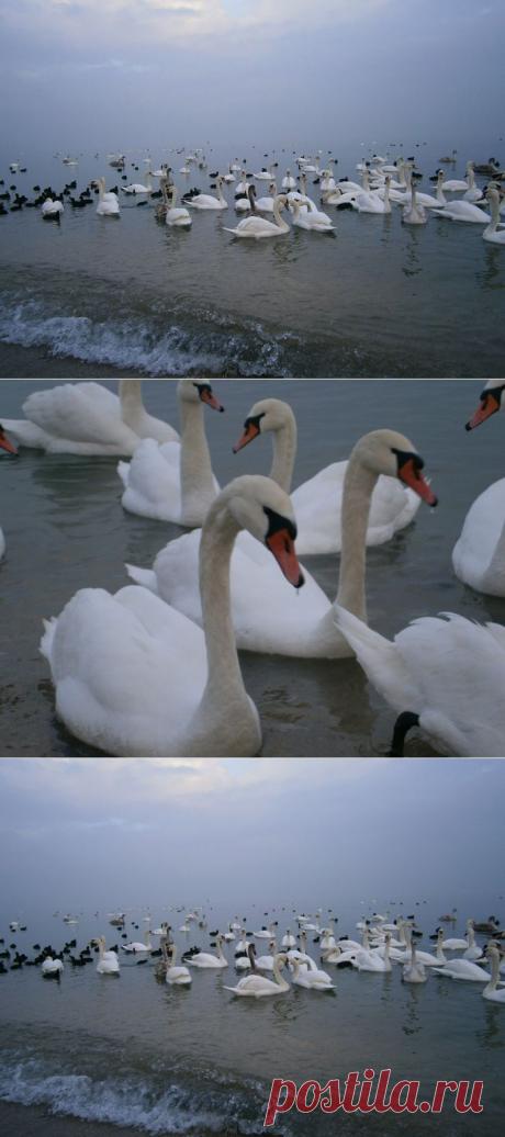 В Феодосии открыт второй курортный сезон....для пернатых.