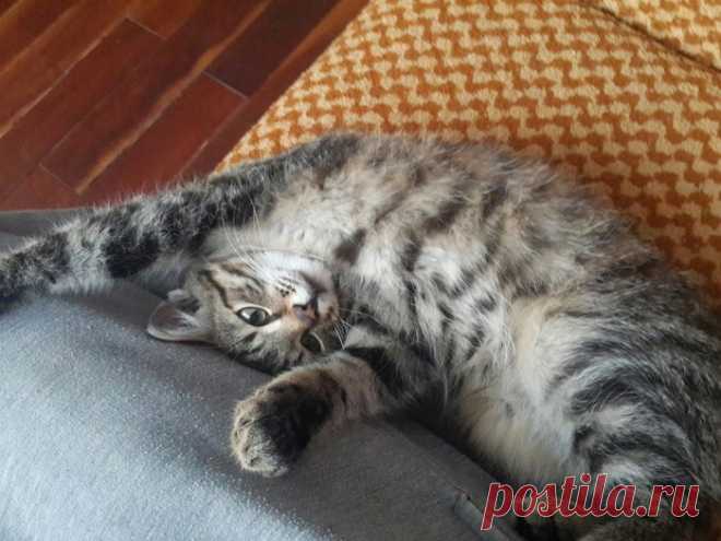 Чем кормить кота. Так, чтобы он был здоров, и чтобы не разориться Я не претендую на компетентность в этом вопросе, не являюсь ветеринаром, описываю лишь собственный опыт с мотивом помочь хозяевам котов и кошек разобраться чем же кормить своего пушистого (или нет) друга...