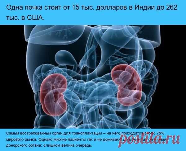 Сколько стоит человек?
