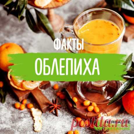 НЕСКОЛЬКО ФАКТОВ ОБ ОБЛЕПИХЕ