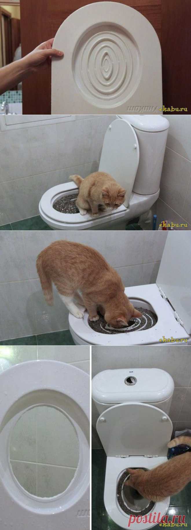 Приучение котейки к унитазу
