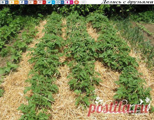 Выращивание картофеля в соломе Оказывается, можно получать хорошие урожаи…