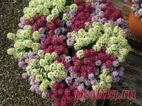 Алиссум (Alyssum, Бурачок): сорта, посадка, выращивание и уход в открытом грунте