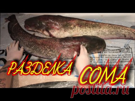 КАК ПРАВИЛЬНО РАЗДЕЛАТЬ СОМА!ЧТО ПРИГОТОВИТЬ ИЗ СОМЯТИНЫ!ГОТОВИМ СОМА!(Burke and cook catfish)