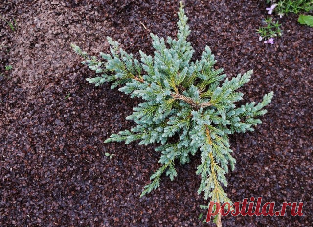 4 вида мульчи на моём участке — плюсы и минусы использования соломы, опилок, гречневой шелухи и нетканного материала. Фото — Ботаничка.ru