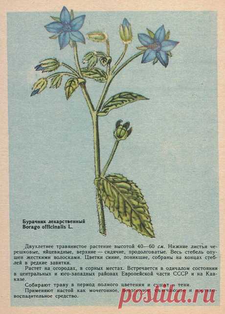 Бурачник лекарственный