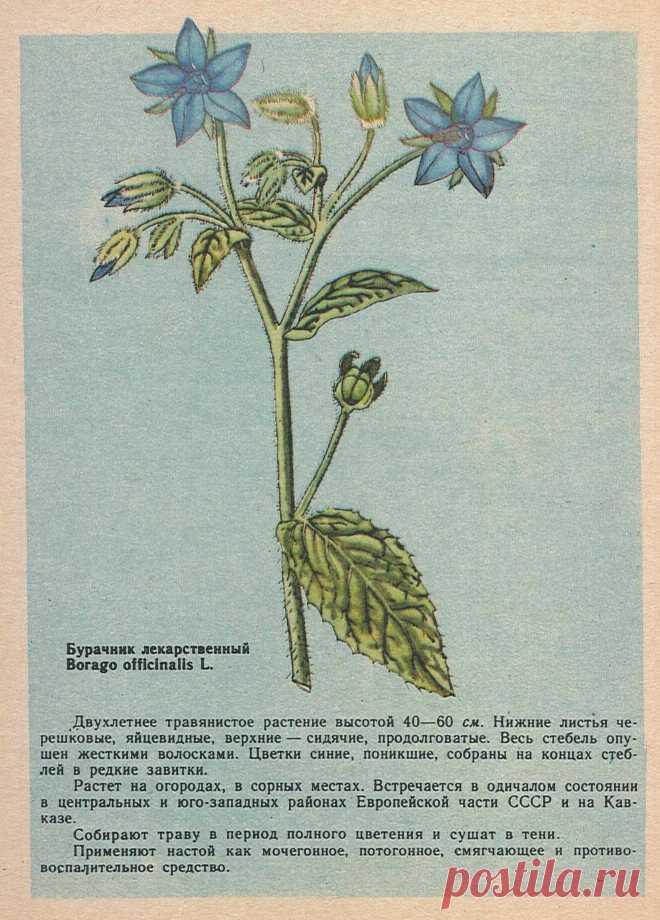 Бурачник лекарственный