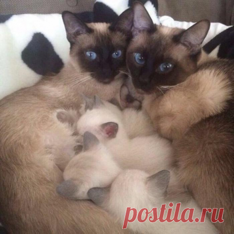 Котятки и родители - семейная идиллия!