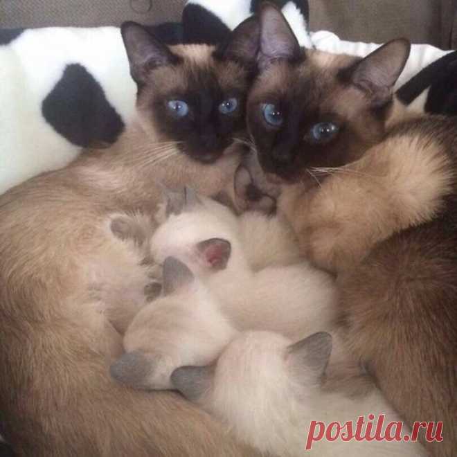 Котятки и родители - семейная идиллия!