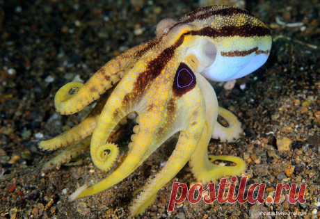 Заметки дайвера - Anilao. Poison ocellate octopus.