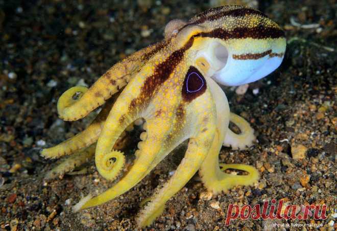 Заметки дайвера - Anilao. Poison ocellate octopus.