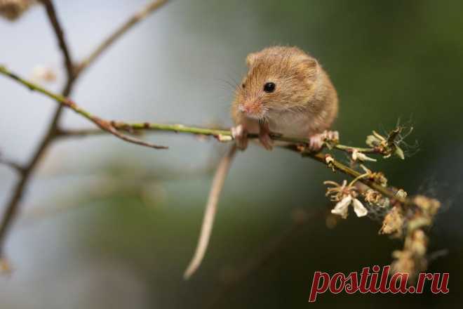 Охота на мышей, или О чем следует помнить фотографу-натуралисту? | ФОТОГОРА