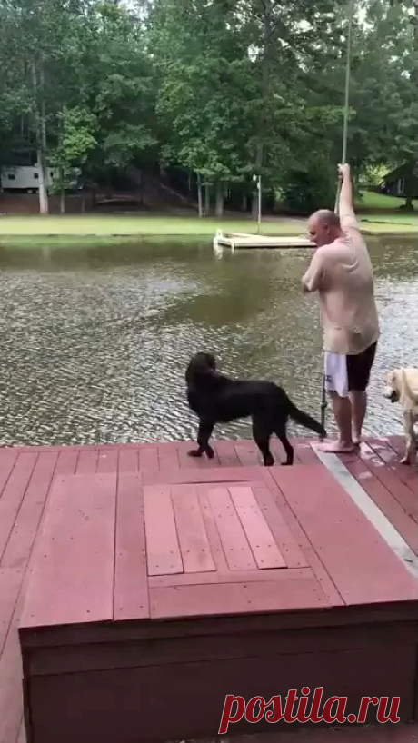 Dogs (Buster & Jazz) panic when owner swings out and falls into lake, then swim out to rescue him. This was supposed to be a video of me swinging out into the lake on a rope swing.  My dog (Buster) had not seen this before and is super protective of me.  I...