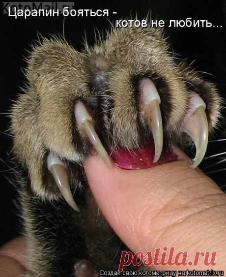 Царапка! | KotoMail.ru
