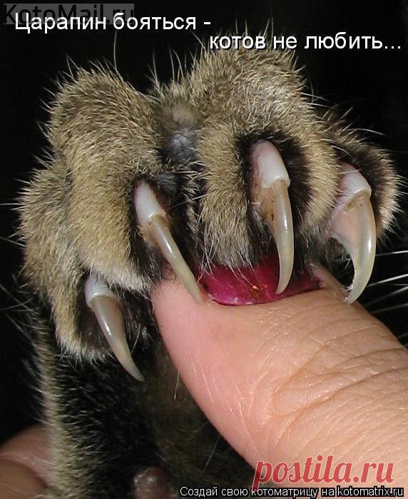 Царапка! | KotoMail.ru