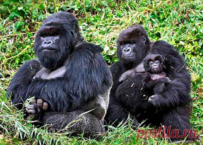 флора и фауна танзании – Google Поиск