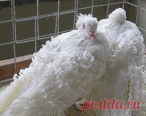 Браво природе- матушке!
