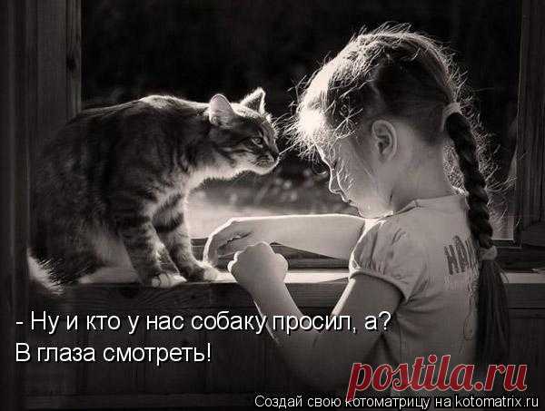 Котоматрица: Лучшие за всё время