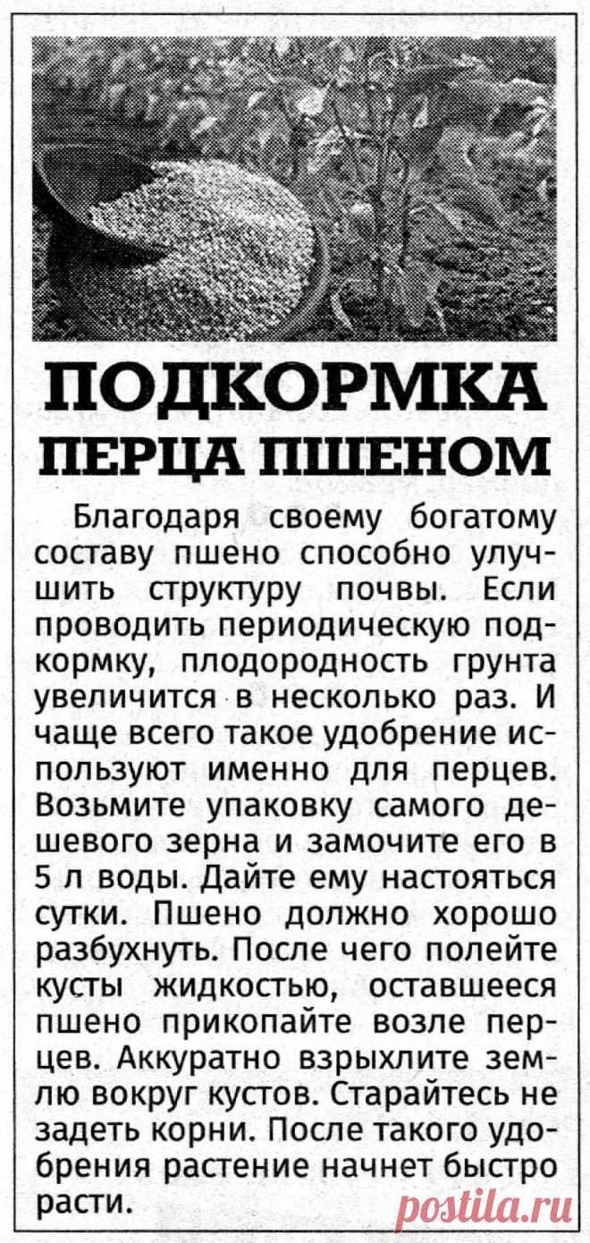 Подкормка перца пшеном