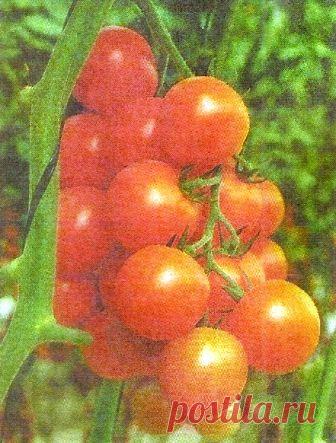 Томаты от посева до урожая - Сады Сибири