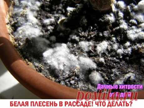 Как бороться с плесенью в рассаде?