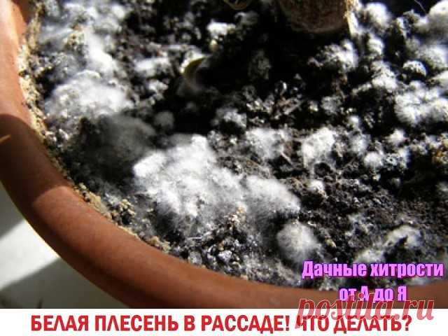Как бороться с плесенью в рассаде?