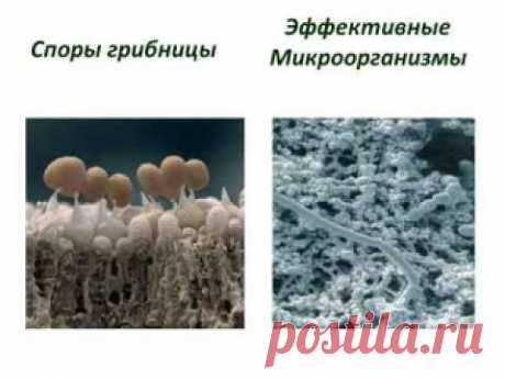 Людмила Соломонова  Пять уроков по ЭМ технологии