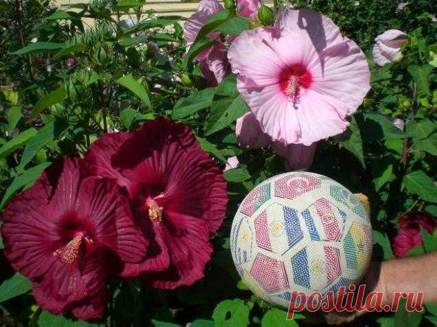 МИР РАСТЕНИЙ. Гибискус садовый