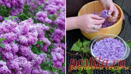 Успей в самый пик цветения: заполни литрушку растительным маслом и фиолетовыми цветками — Бабушкины секреты