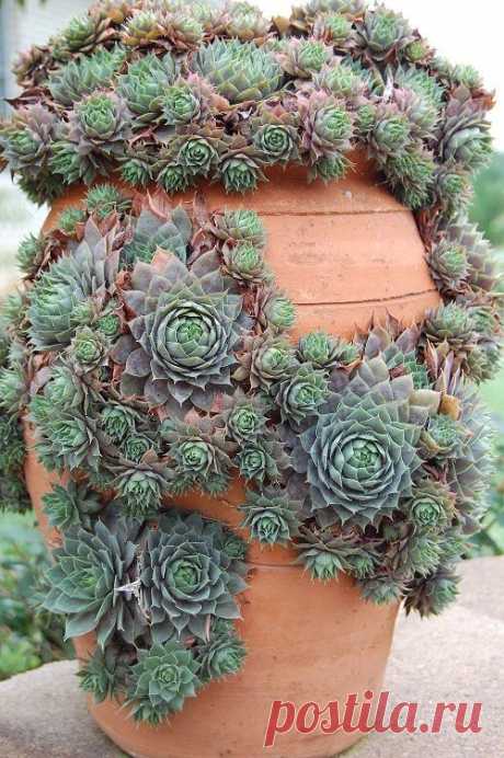 (52) Pinterest