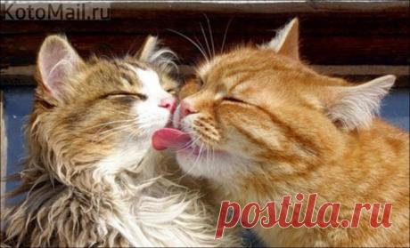 Сладкая парочка:)