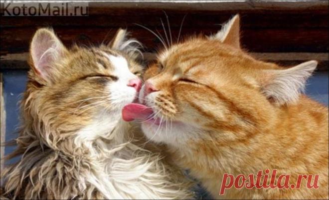 Сладкая парочка:)