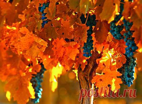 Виноград: зимостойкие сорта для виноделия на Supersadovnik.ru