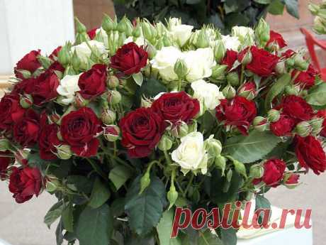 (99) Одноклассники