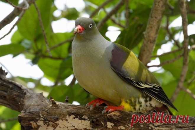 птички - Самое интересное в блогах