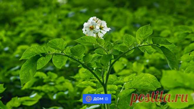Что сажать после картофеля: 7 культур для лучшего урожая и обогащения почвы Рассказываем, почему важно соблюдать правила севооборота и даем список растений, которые можно и нельзя высаживать после картофеля.
