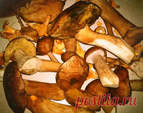 ЗАСОЛКА ГРИБОВ | 4vkusa.ru