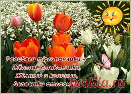 Чудесная открытка с тюльпаном