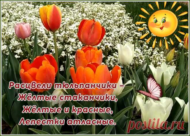 Чудесная открытка с тюльпаном