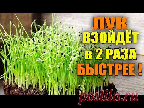 ЛУК ВСХОДИТ В 2 РАЗА БЫСТРЕЕ ПРИ ТАКОМ ПОСЕВЕ! - YouTube