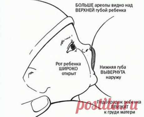 Как кормить грудью новорожденного: позы, правильное прикладывание, рекомендации ВОЗ | Дуэт душ