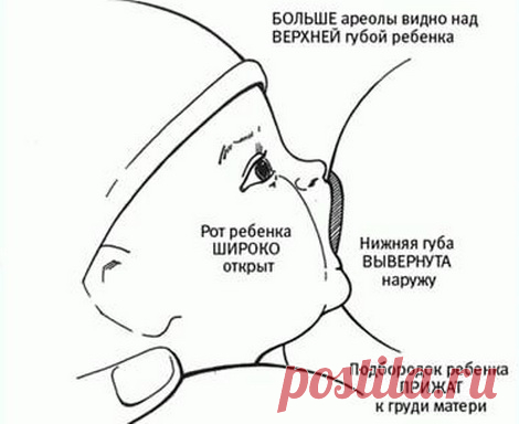 Как кормить грудью новорожденного: позы, правильное прикладывание, рекомендации ВОЗ | Дуэт душ