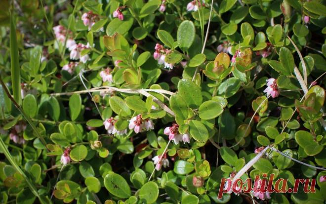 14 июня Устин Брусничник.Чего нельзя делать в этот день по народным приметам. | Мудрость Веков | Яндекс Дзен