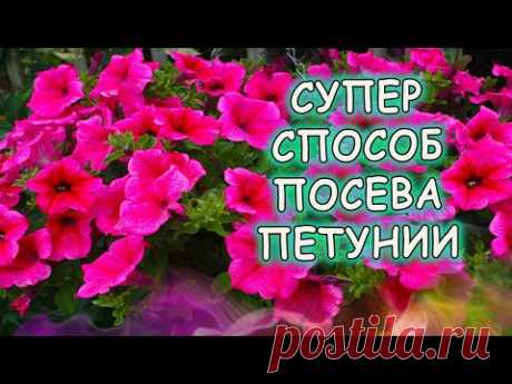 Семена ПЕТУНИИ прорастют мгновенно при таком посеве! Как посеять петунию на рассаду.