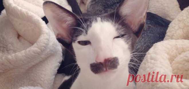 17 кошек, которые не выглядят как настоящие
