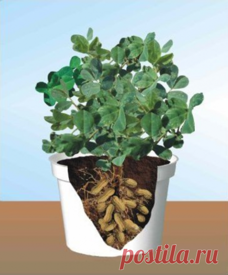 Želite da uzgajate kikiriki kod svoje kuće? Pogledajte i kako!